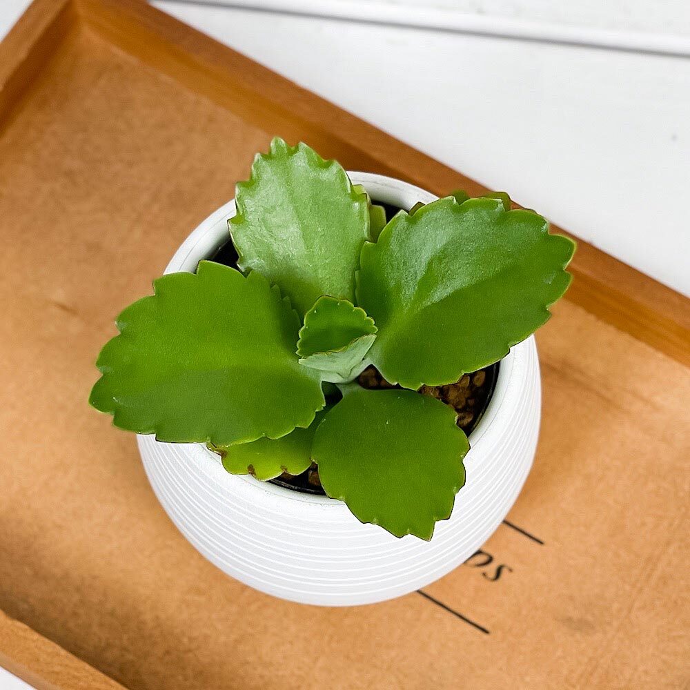 PLANCHU 多肉植物 カランコエ 子宝弁慶草 3号丸鉢 受け皿付き 育て方説明書付き Kalanchoe daigremontiana コダカラベンケイソウ  こだからべんけいそう 観葉植物