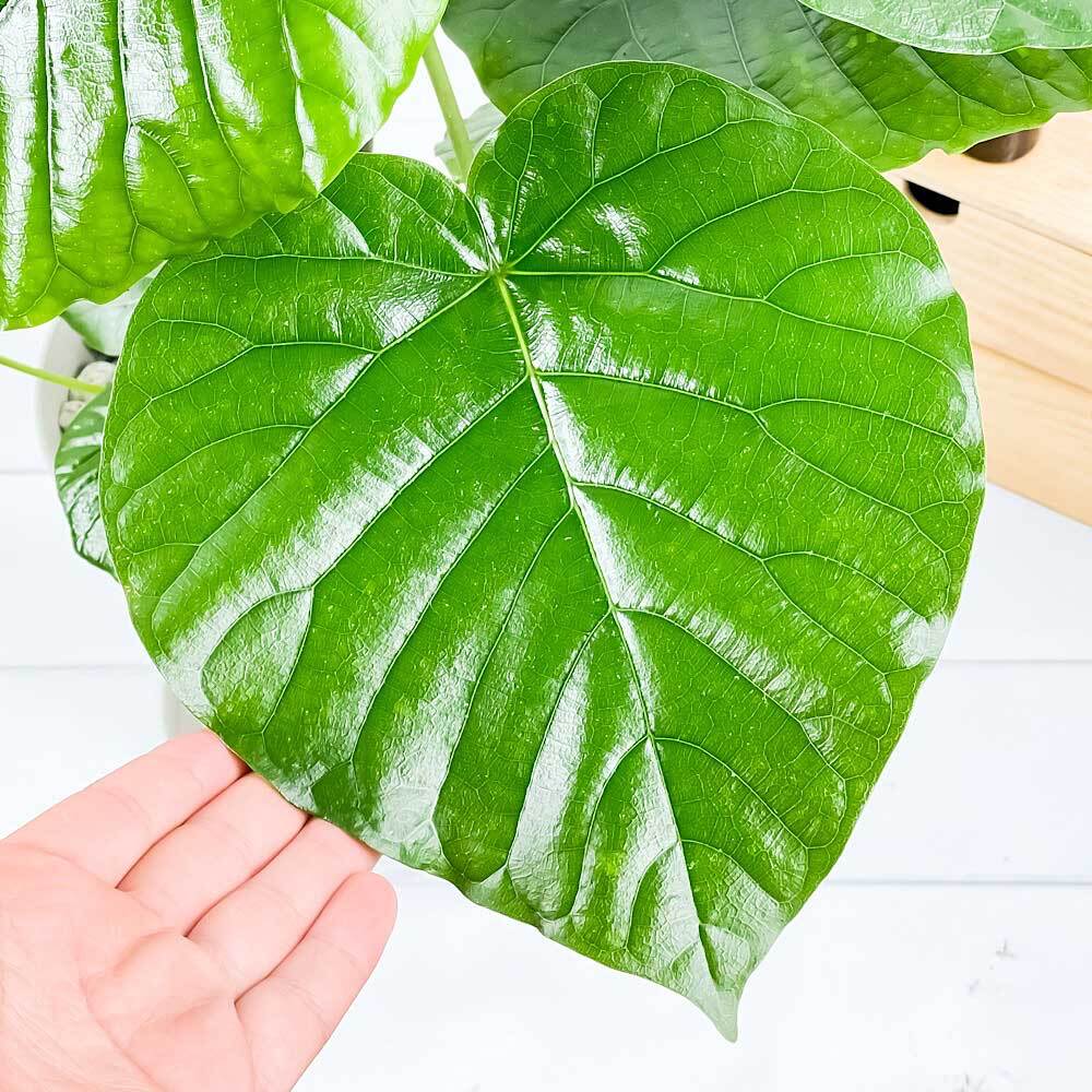 PLANCHU 観葉植物 フィカス ウンベラータ 6号鉢 受け皿付き 育て方説明書付き Ficus umbellata ゴムノキ