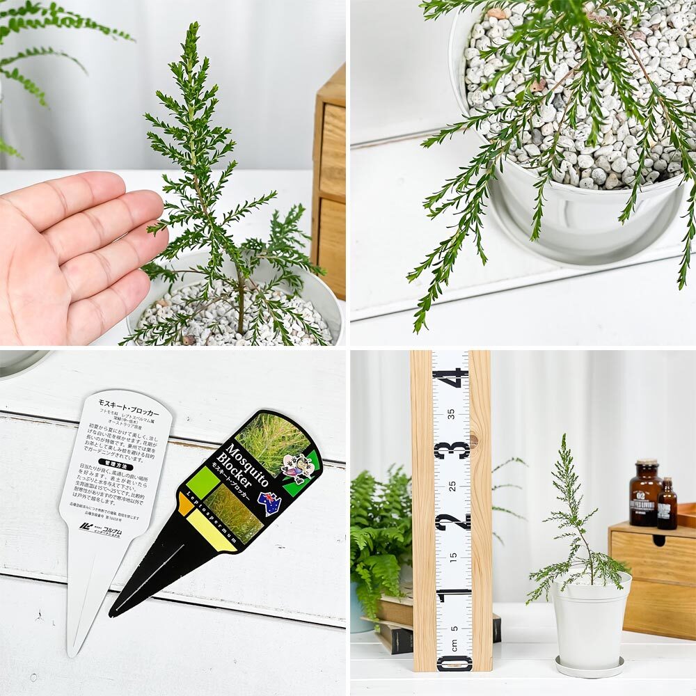 PLANCHU 観葉植物 レプトスペルマム モスキートブロッカー 4号鉢 受け皿付き 育て方説明書付き PVP Leptospermum liversidgei オージープランツ 虫除け植物