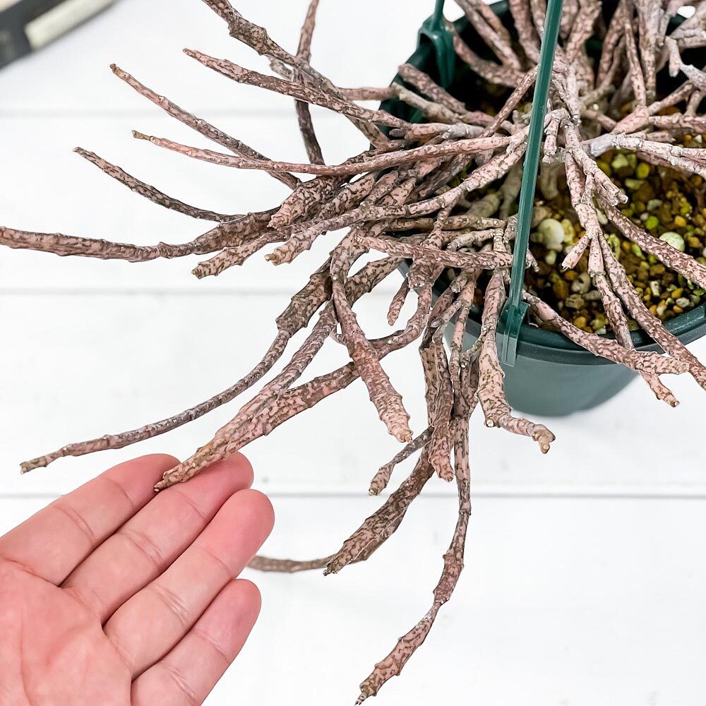 PLANCHU 多肉植物 ユーフォルビア プラティクラダ 5号吊り鉢 育て方説明書付き Euphorbia platyclada ゾンビプランツ
