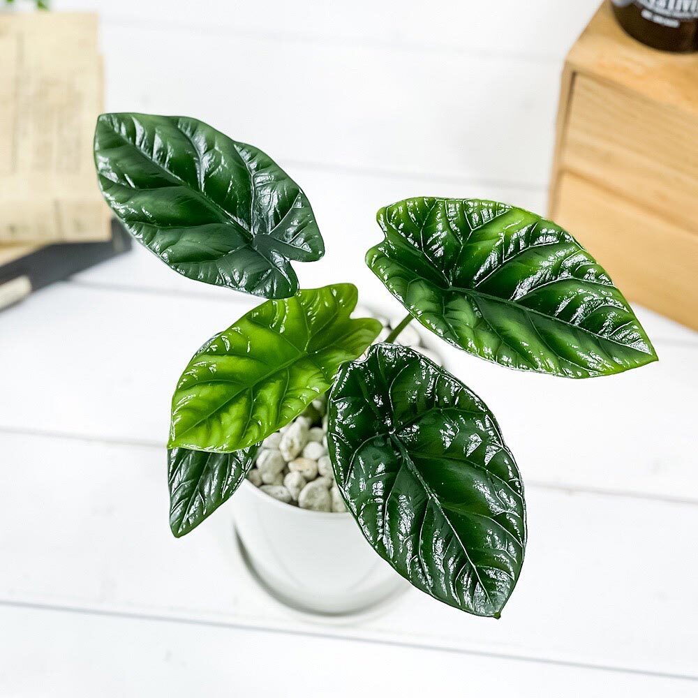 PLANCHU 観葉植物 アロカシア シヌアータ 4号鉢 受け皿付き 育て方説明書付き Alocasia sinuata アロイド ブルラータ