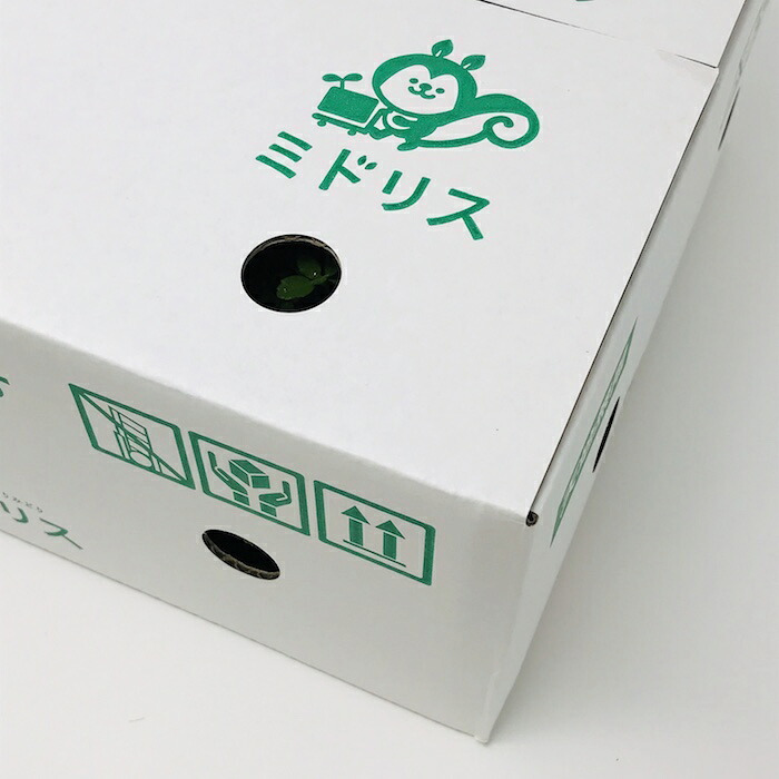 クラピア K5 薄桃品種 10株 土壌改良セット 植栽マニュアル付き 苗10ポット 肥料活力剤土壌改良剤3種 イワダレソウ改良種 グランドカバー 植物 プランツ 薄ピンクの花 庭 屋上緑化 K7と同程度の耐寒性 多年草 地被植物 ほふく性 下草 背が低い 宿根草