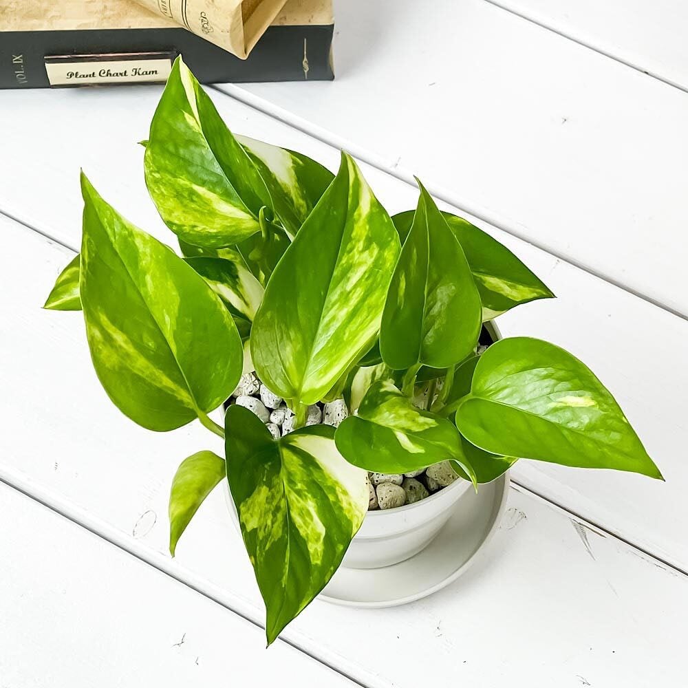 PLANCHU 観葉植物 ポトス ゴールデン 3.5号鉢 受け皿付き 育て方説明書付き Epipremnum aureum エピプレムナム アロイド