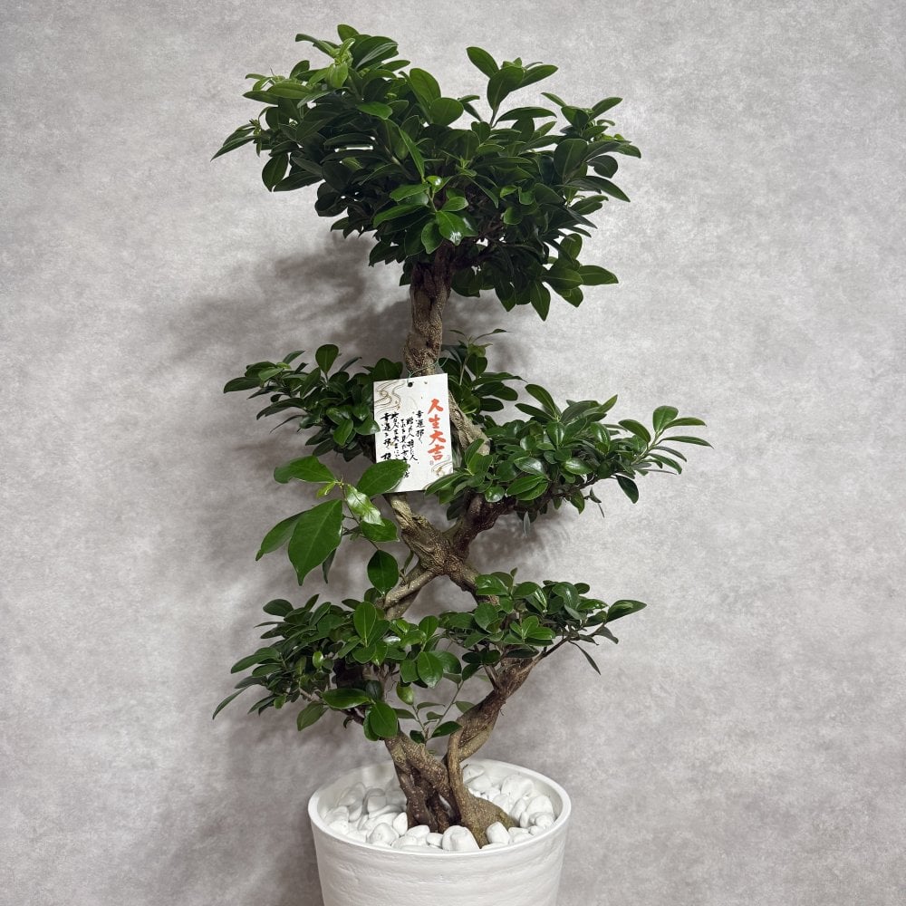 ガジュマル 観葉植物 八の字 8号鉢苗 大型 盆栽 末広がりの8の字 室内 珍しい 希少種 多幸の木 幸福をもたらす精霊が住むガジュマルの木 おしゃれなインテリア 結婚祝い 新築祝い 開店祝い 開業祝い 誕生日 母の日 父の日 記念日 プレゼントギフト 肥料別売り 敬老の日