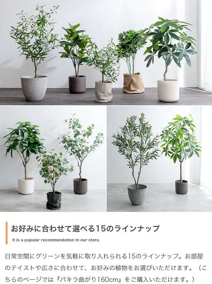 【高さ200cm】光触媒人工観葉植物 パキラ 曲がり 幅55cm×奥行50cm×高さ200cm オフィス 天然木 組立品 お部屋に気軽に飾れて空間を美しく彩るフェイクグリーン 本物の植物のようなリアルな質感とインテリアに馴染む風合いが魅力です