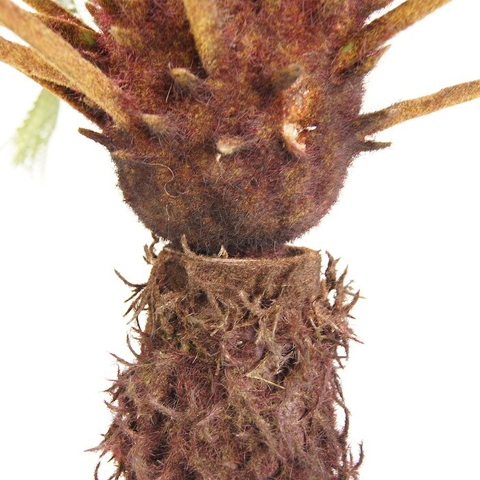 観葉植物 造花 ディクソニア BROWN 全高約183cm 大型 フェイクグリーン 高級 本物そっくり リアル おしゃれ 珍しい インテリア 人工観葉植物 アーティフィシャルグリーン オフィス 店舗 ホテル 開店祝い 室内 リビング 玄関 風水 木性シダ