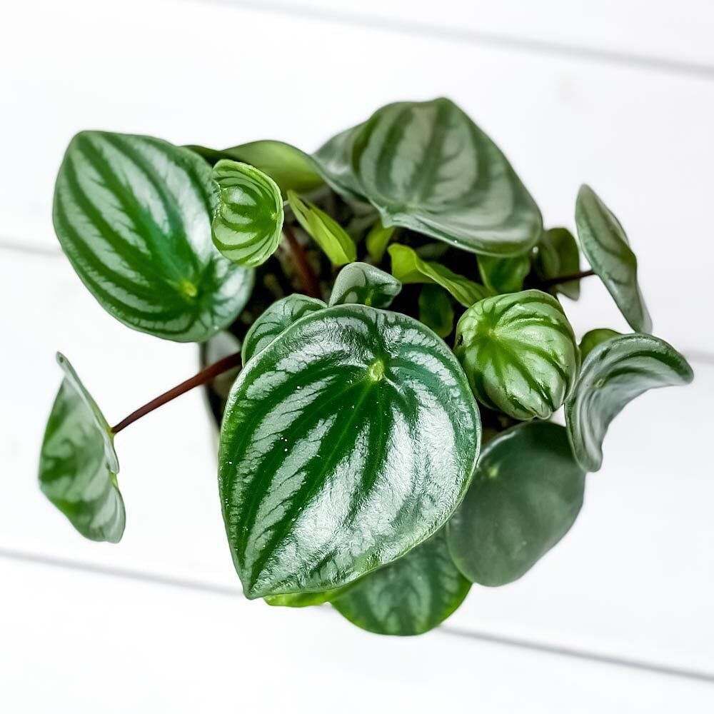 PLANCHU 観葉植物 ペペロミア アルギレイア 3.5号鉢 受け皿付き 育て方説明書付き Peperomia argyreia スイカペペ