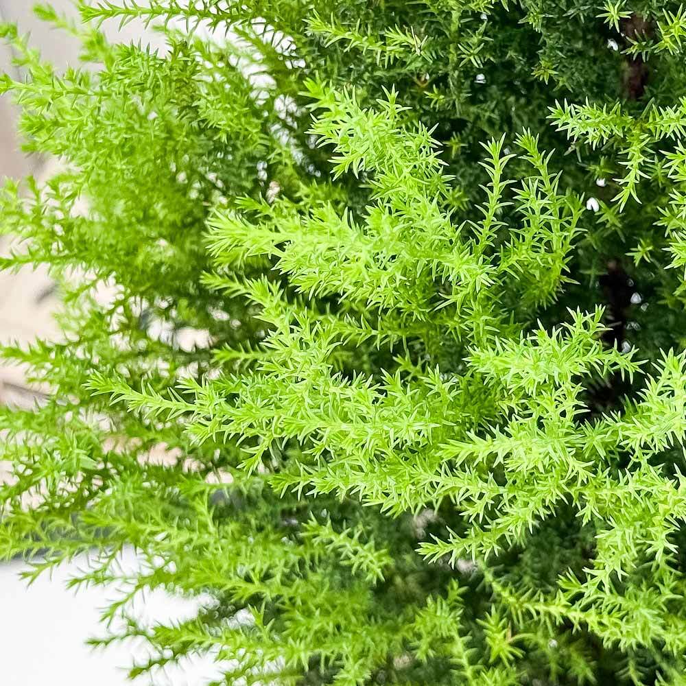 PLANCHU 観葉植物 コニファー ゴールドクレスト ウィルマ 7号鉢 受け皿付き 育て方説明書付き Cupressus macrocarpa ‘Wilma’ 庭木 植木 針葉樹 クリスマスツリー