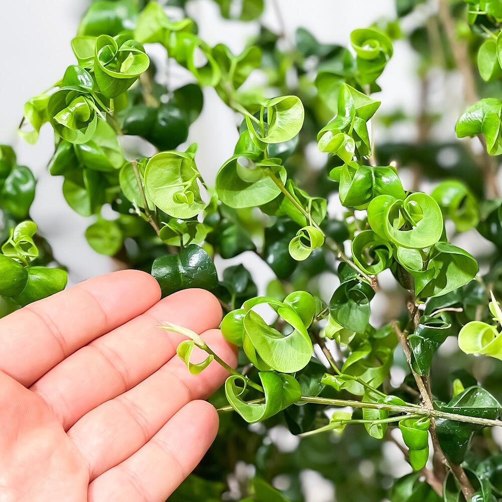 PLANCHU 観葉植物 フィカス ベンジャミン バロック 8号鉢 受け皿付き 育て方説明書付き PVP Ficus benjamina ‘Barok’ 幸運を呼ぶ木 ゴムノキ