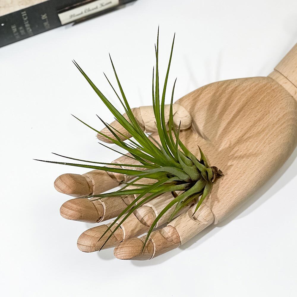 PLANCHU エアプランツ ティランジア トリコロール Mサイズ 1株 W10×H10cm前後 育て方説明書付き Tillandsia tricolor エアープランツ チランジア