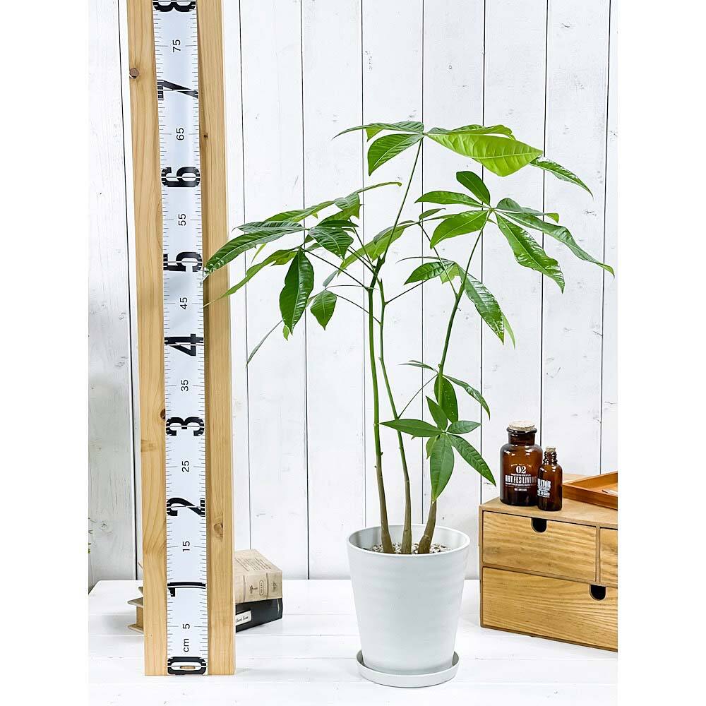 PLANCHU 観葉植物 パキラ ストレート 実生株 5号鉢 受け皿付き 育て方説明書付き Pachira glabra 発財樹