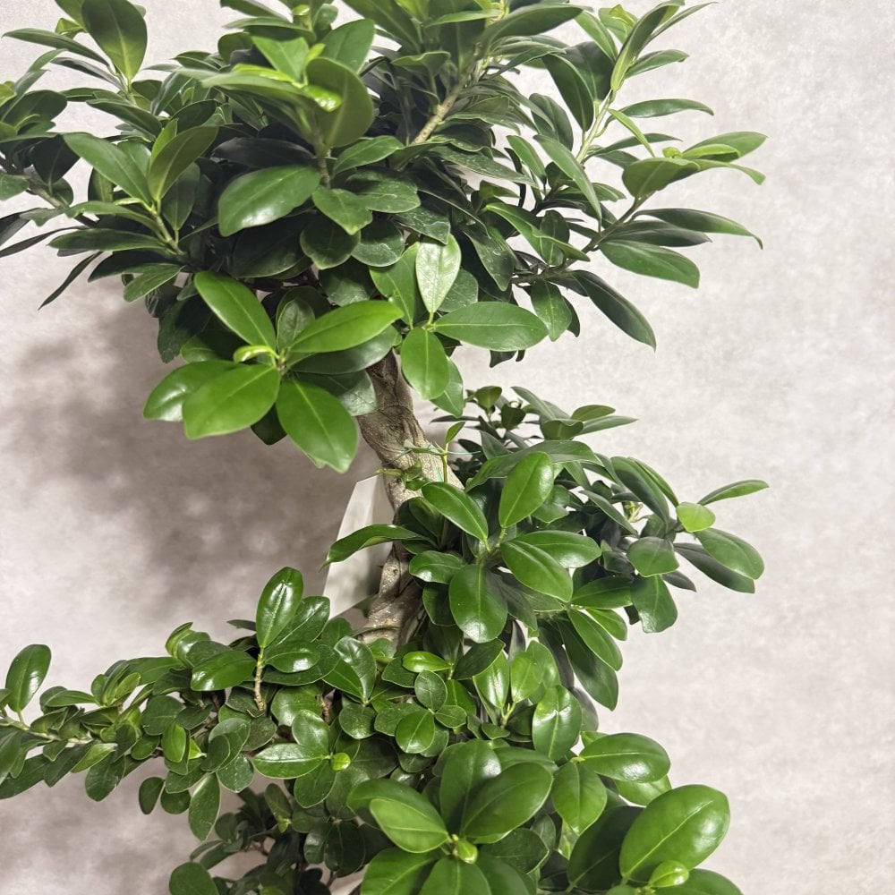 ガジュマル 観葉植物 八の字 8号鉢苗 大型 盆栽 末広がりの8の字 室内 珍しい 希少種 多幸の木 幸福をもたらす精霊が住むガジュマルの木 おしゃれなインテリア 結婚祝い 新築祝い 開店祝い 開業祝い 誕生日 母の日 父の日 記念日 プレゼントギフト 肥料別売り 敬老の日