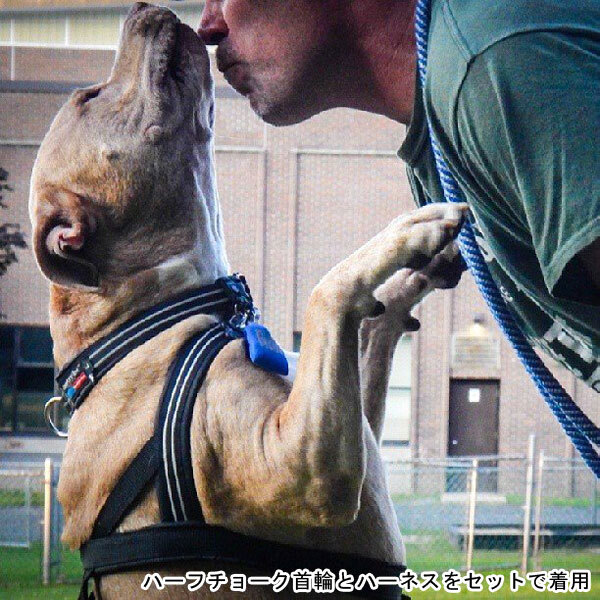 犬用ハーネス コンフォートフレックス スポーツハーネス ブラック （ 中型犬 大型犬 超大型犬用 ） 【 送料無料 】 S SM M ML L XL XXLサイズ 胴輪