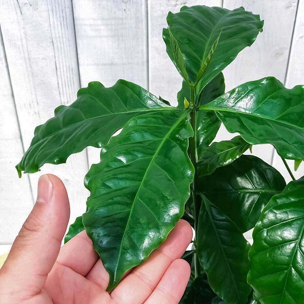 PLANCHU 観葉植物 コーヒーノキ アラビカ 6号鉢 受け皿付き 育て方説明書付き Coffea arabica コーヒーの木 珈琲の木 アラビカコーヒー