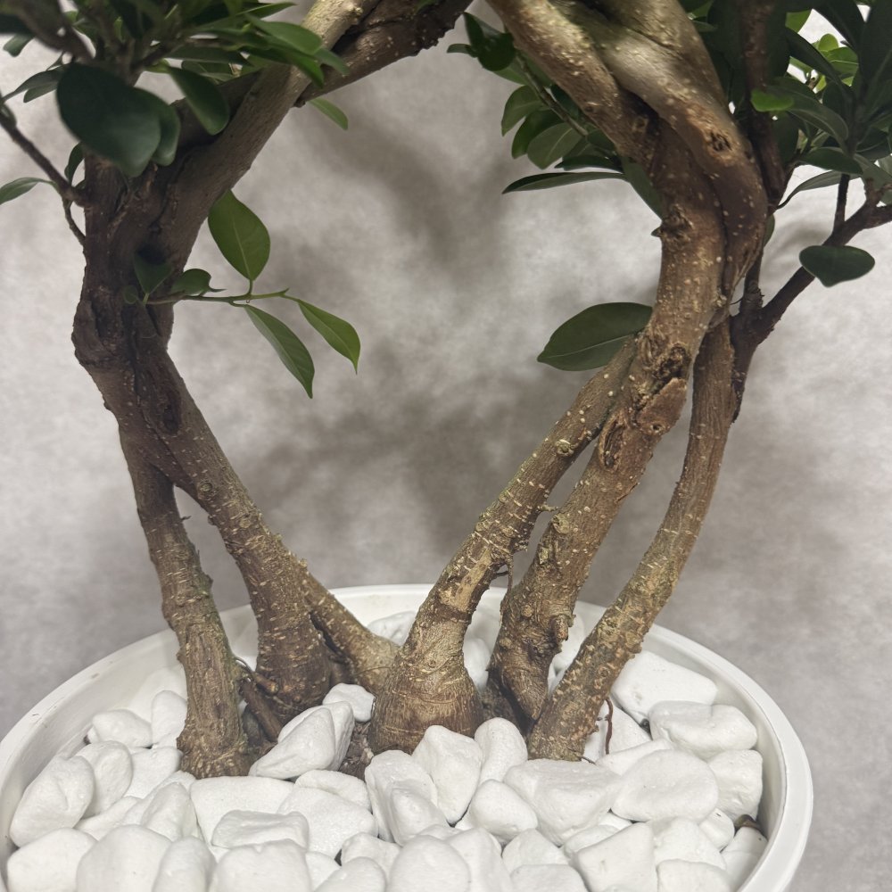 ガジュマル 観葉植物 八の字 8号鉢苗 大型 盆栽 末広がりの8の字 室内 珍しい 希少種 多幸の木 幸福をもたらす精霊が住むガジュマルの木 おしゃれなインテリア 結婚祝い 新築祝い 開店祝い 開業祝い 誕生日 母の日 父の日 記念日 プレゼントギフト 肥料別売り 敬老の日