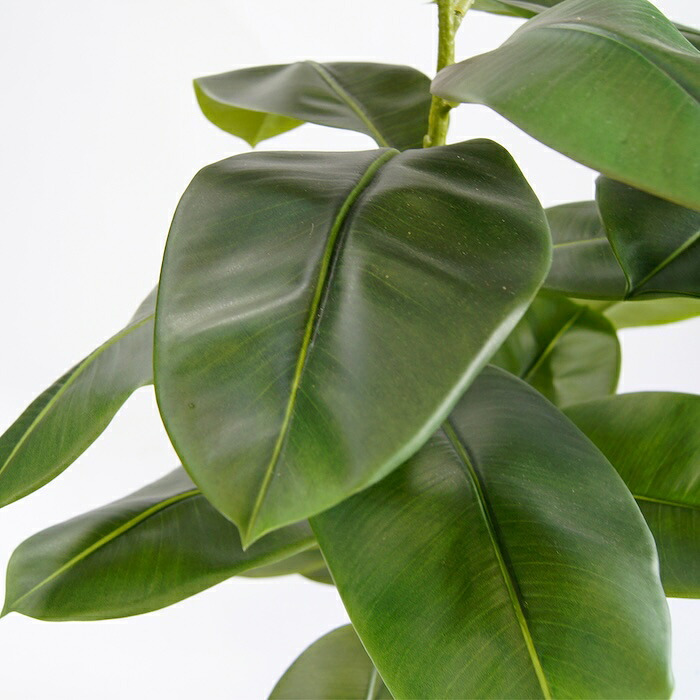 観葉植物 造花 フィカス ソフィア BROWN 全高約180cm 大型 フェイクグリーン 高級 本物そっくり リアル おしゃれ ナチュラル インテリア 人工観葉植物 アーティフィシャルグリーン オフィス 店舗 ホテル 開店祝い 室内 リビング 玄関 風水 ゴムの木