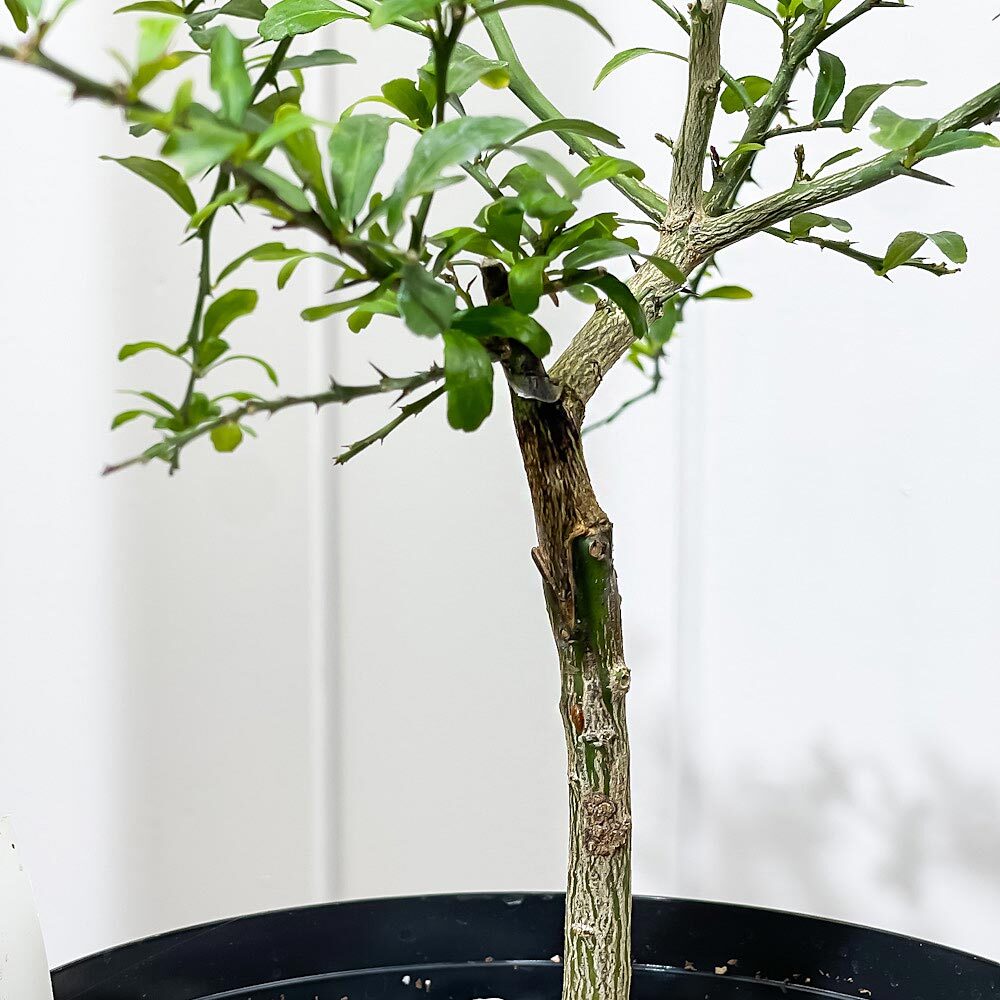 PLANCHU 亜熱帯果樹 シトラス フィンガーライム グリーンアリストンビル 6号スリット鉢 受け皿付き Citrus australasica cv. フルーツキャビア 柑橘苗