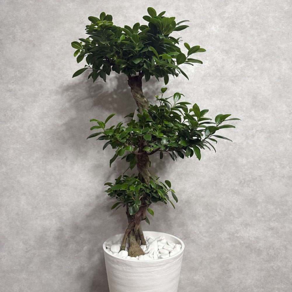 ガジュマル 観葉植物 八の字 8号鉢苗 大型 盆栽 末広がりの8の字 室内 珍しい 希少種 多幸の木 幸福をもたらす精霊が住むガジュマルの木 おしゃれなインテリア 結婚祝い 新築祝い 開店祝い 開業祝い 誕生日 母の日 父の日 記念日 プレゼントギフト 肥料別売り 敬老の日