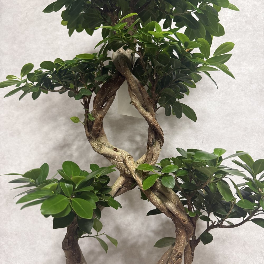 ガジュマル 観葉植物 八の字 8号鉢苗 大型 盆栽 末広がりの8の字 室内 珍しい 希少種 多幸の木 幸福をもたらす精霊が住むガジュマルの木 おしゃれなインテリア 結婚祝い 新築祝い 開店祝い 開業祝い 誕生日 母の日 父の日 記念日 プレゼントギフト 肥料別売り 敬老の日