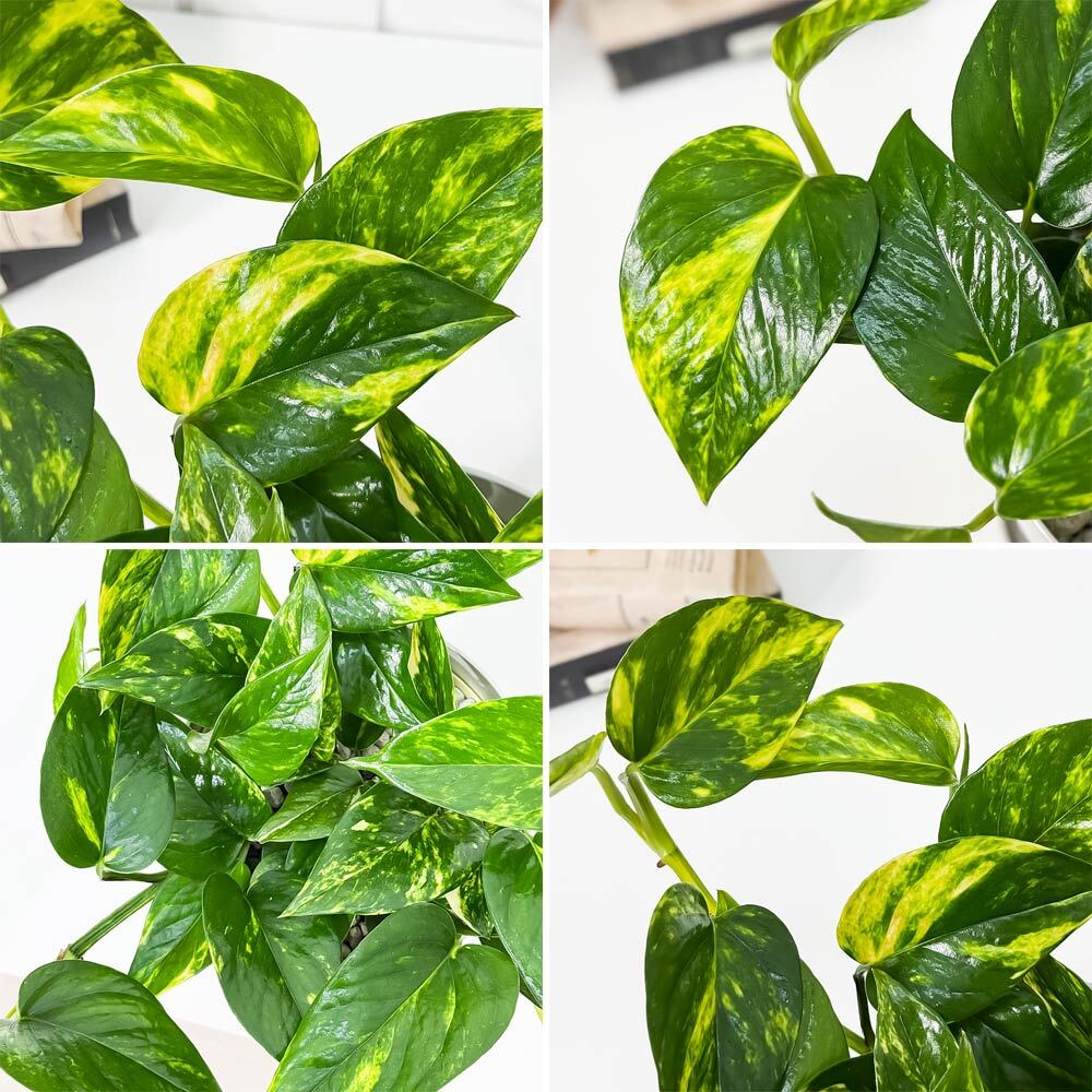 PLANCHU 観葉植物 ポトス シエスタ 5号鉢 受け皿付き 育て方説明書付き PVP Epipremnum aureum ‘Siesta’ エピプレムナム アロイド