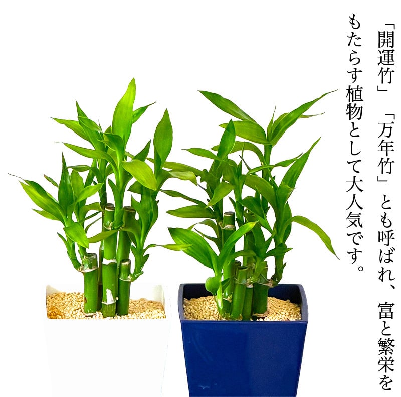 ミリオンバンブー ドラセナ 寄せ植え 幸福の木 職人仕立て 育てやすい観葉植物 空気清浄効果 おしゃれ 本物 室内 カフェ風 初心者向 育てやすい お祝い プレゼント インテリア グリーン ギフト 御祝 新築祝 開店祝 送料無料