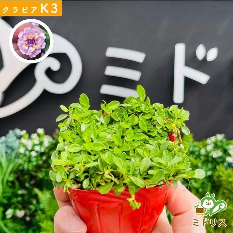 【肥料プレゼント中】 クラピア K3 ピンク品種  9cmポット苗  200株 有機入り一発果菜肥料1600gと植栽マニュアル付き  ピンク色 桃色 イワダレソウ改良種 グランドカバー プランツ 植物 ピンクの花 庭 屋上 緑化 耐寒性 多年草 地被植物 ほふく性 下草 背が低い 宿根草