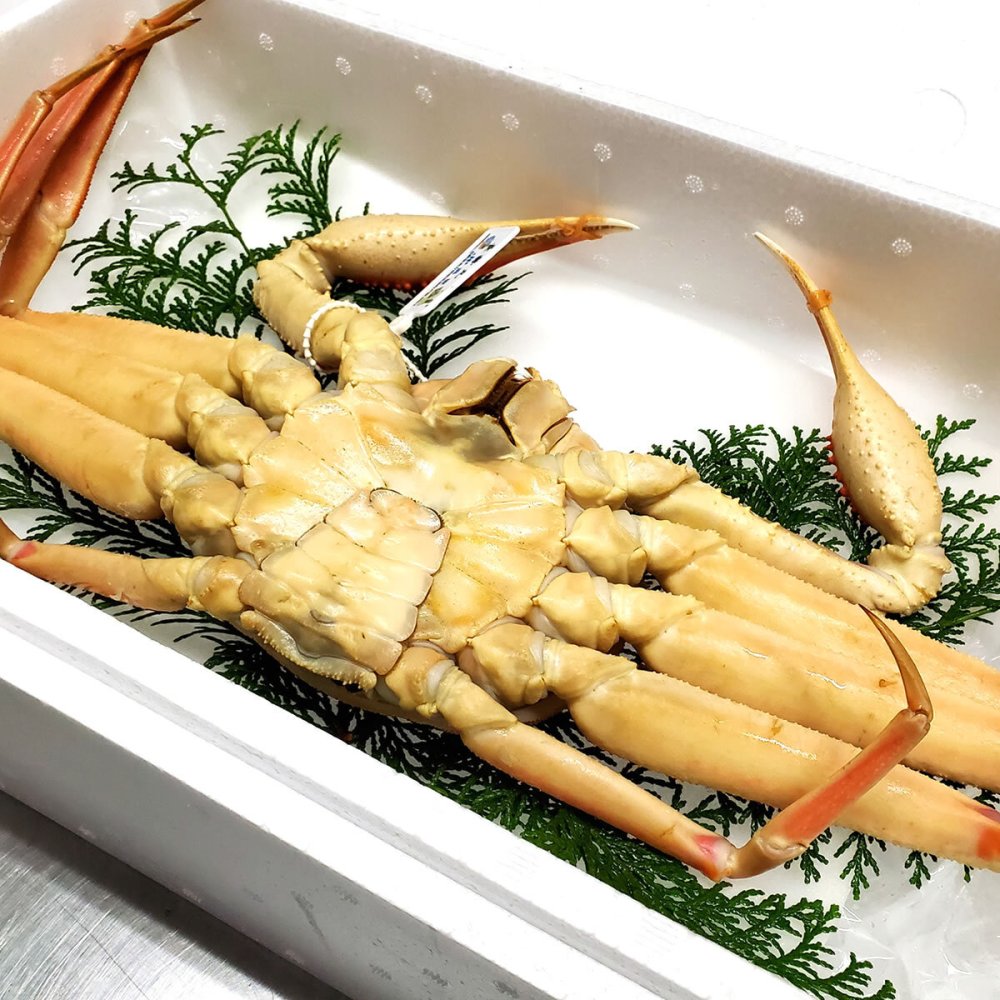 タグ付き 松葉がに【 活生 / ボイル 】最上ランク 大サイズ １枚 800-990ｇ前後　送料無料　※北海道、東北、沖縄は送料別途加算 1杯 松葉ガニ 松葉かに 松葉カニ 松葉蟹 兵庫県 浜坂 御歳暮 祝 お礼