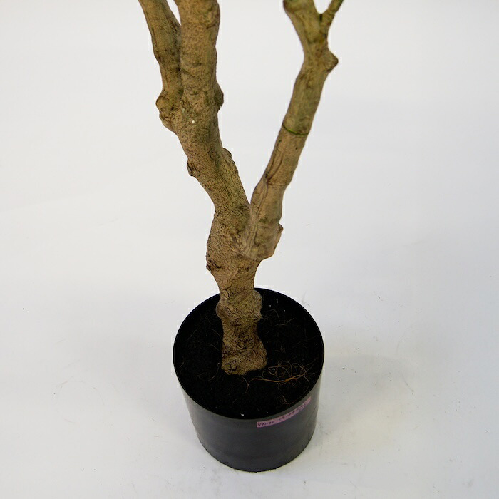 観葉植物 造花 レモンの木 BROWN 全高約220cm 大型 実付き フェイクグリーン 高級 本物そっくり リアル おしゃれ インテリア 人工観葉植物 アーティフィシャルグリーン シンボルツリー オフィス 店舗 カフェ 開店祝い 室内 リビング 玄関 風水 果樹 レモンツリー