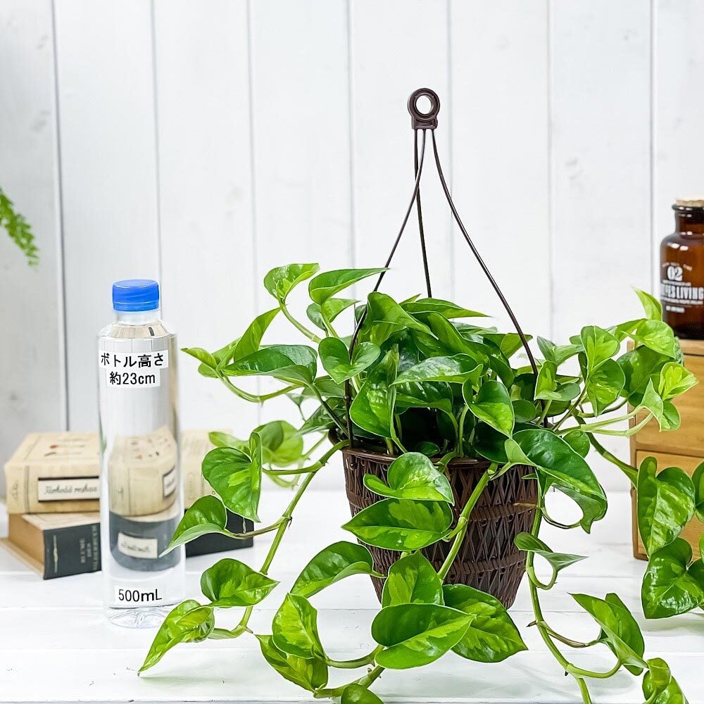 PLANCHU 観葉植物 ポトス グローバルグリーン 5号吊り鉢 育て方説明書付き PVP Epipremnum aureum ‘Global Green’ エピプレムナム アロイド