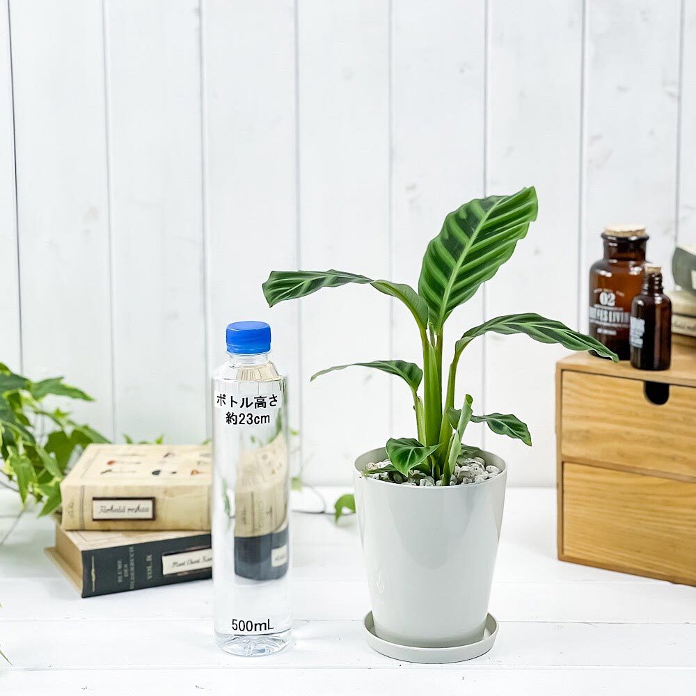 PLANCHU 観葉植物 カラテア ゼブリナ フミリオル 4号鉢 受け皿付き 育て方説明書付き Calathea zebrina ‘Humilior’