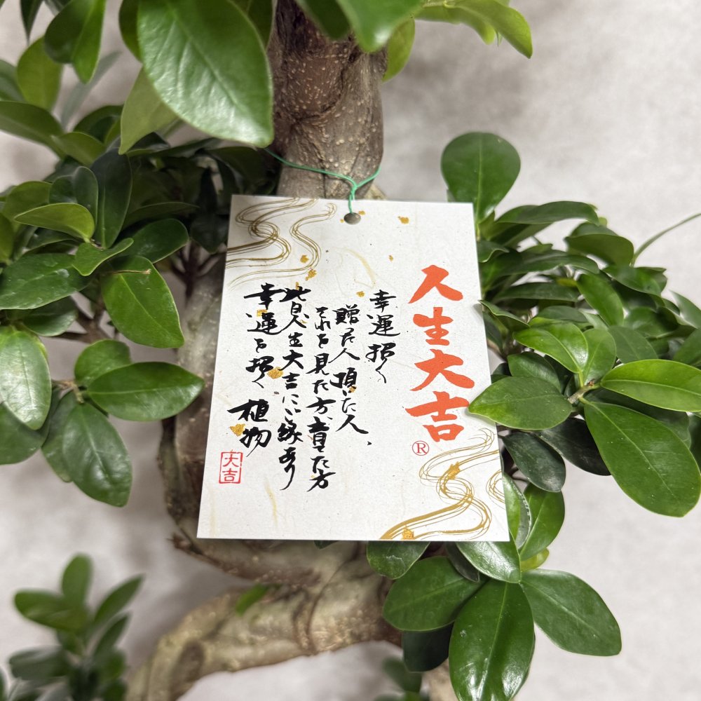 ガジュマル 観葉植物 八の字 8号鉢苗 大型 盆栽 末広がりの8の字 室内 珍しい 希少種 多幸の木 幸福をもたらす精霊が住むガジュマルの木 おしゃれなインテリア 結婚祝い 新築祝い 開店祝い 開業祝い 誕生日 母の日 父の日 記念日 プレゼントギフト 肥料別売り 敬老の日