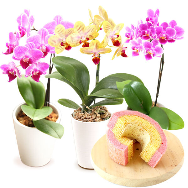 ＼早割！8/31の16時まで／ 敬老の日 ギフト プレゼント 早割 人気 花 生花 蘭 胡蝶蘭 鉢植え ミディ 2.5号 洋蘭園 フラワーギフト バウムクーヘン スイーツ お菓子 洋菓子 花とお菓子 60代 70代 80代 90代 おじいちゃん おばあちゃん 孫 孫から おいもや