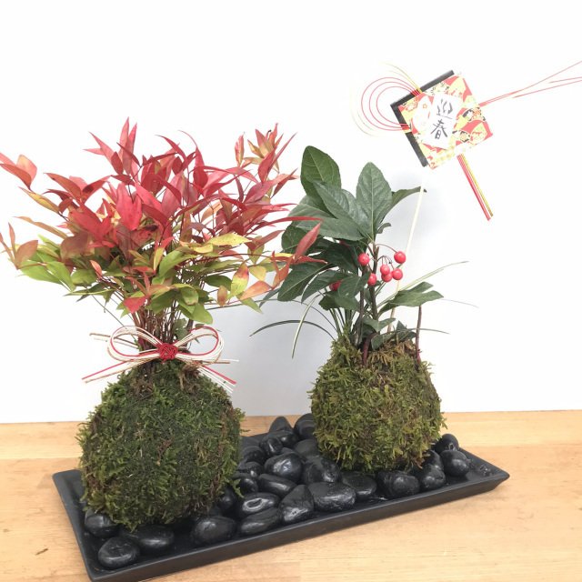 苔玉 十両（ヤブコウジ）の苔玉 南天の苔玉 水引き ピック 長方陶器下皿セット  春から夏には緑色の新葉が秋からは真っ赤な葉 ナンテン 風水 難を転ずる 風水 縁起物 ギフト 贈り物 観葉植物 開運  紅葉 おめでたい 運気を上げる bonsai  風水 なんてん 苔 こけ こけだま