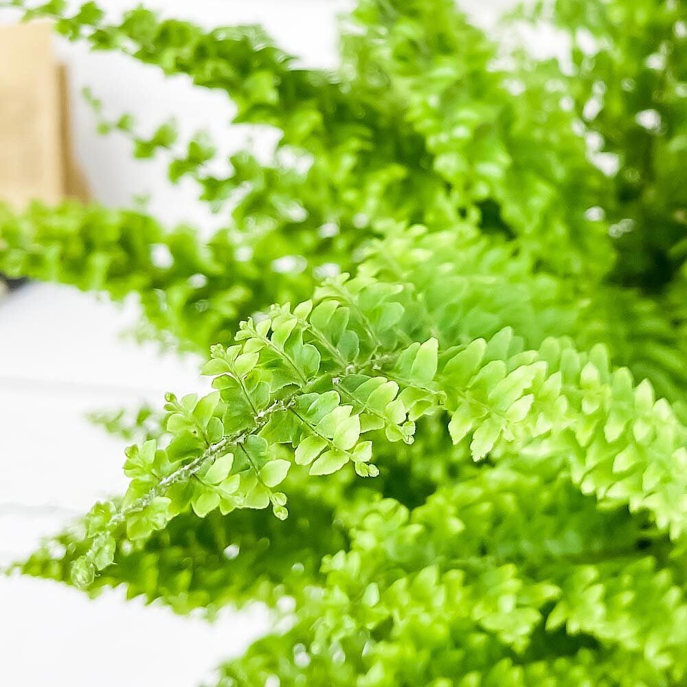 PLANCHU 観葉植物 ネフロレピス グリーンファンタジー 6号鉢 受け皿付き 育て方説明書付き Nephrolepis exaltata ‘Green Fantasy’ ボストンファーン ボストンファン シダ植物