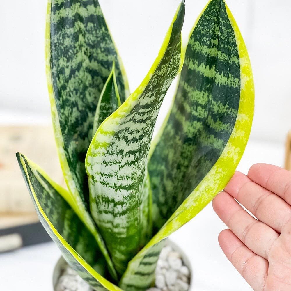 PLANCHU 多肉植物 サンセベリア スパーバ 4号鉢 受け皿付き 育て方説明書付き Sansevieria trifasciata ‘Superba’ サンスベリア ローレンチ