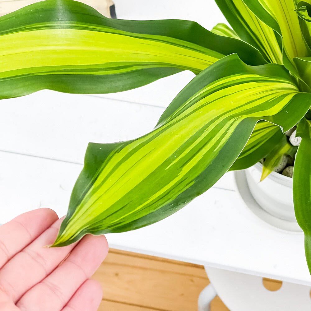 PLANCHU 観葉植物 ドラセナ ゴールドコード 6号鉢 受け皿付き 育て方説明書付き Dracaena ‘Gold Code’