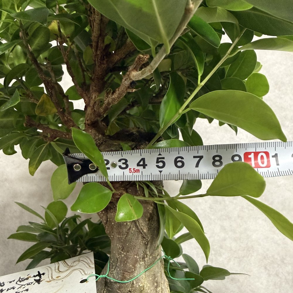 ガジュマル 観葉植物 八の字 8号鉢苗 大型 盆栽 末広がりの8の字 室内 珍しい 希少種 多幸の木 幸福をもたらす精霊が住むガジュマルの木 おしゃれなインテリア 結婚祝い 新築祝い 開店祝い 開業祝い 誕生日 母の日 父の日 記念日 プレゼントギフト 肥料別売り 敬老の日