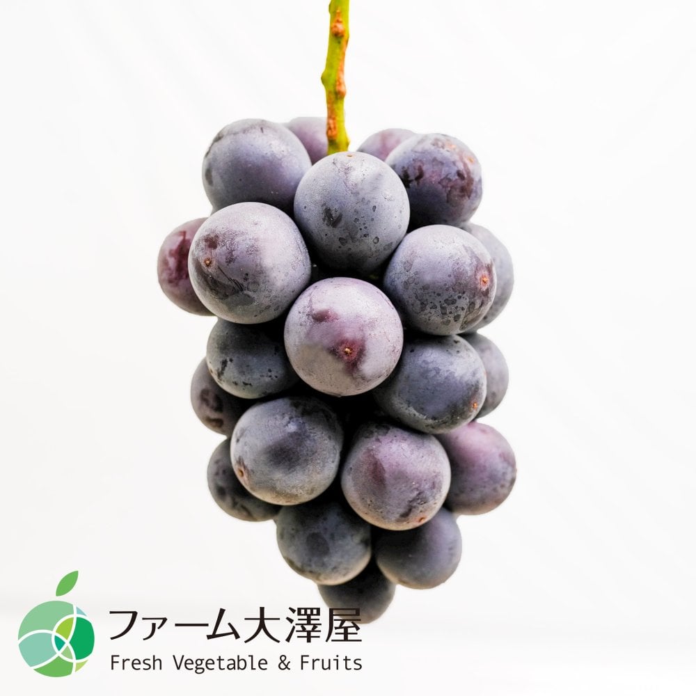 種なし巨峰　ぶどう　贈答用　約1kg　2-3房　長野県産　プレゼント　フルーツ　ギフト　お礼　お見舞い　お供え