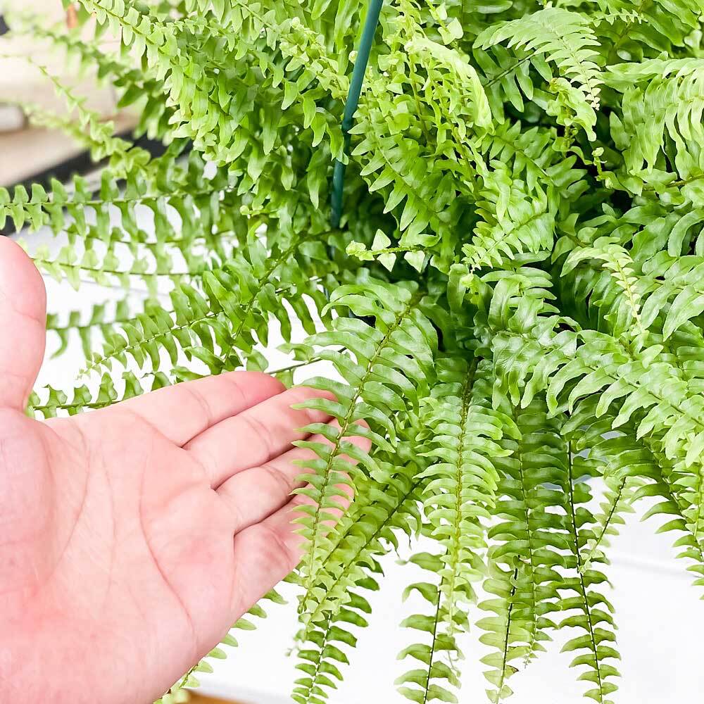 PLANCHU 観葉植物 ネフロレピス ツデー 6号吊り鉢 育て方説明書付き Nephrolepis exaltata ‘Teddy Junior’ ボストンファーン ボストンファン シダ植物