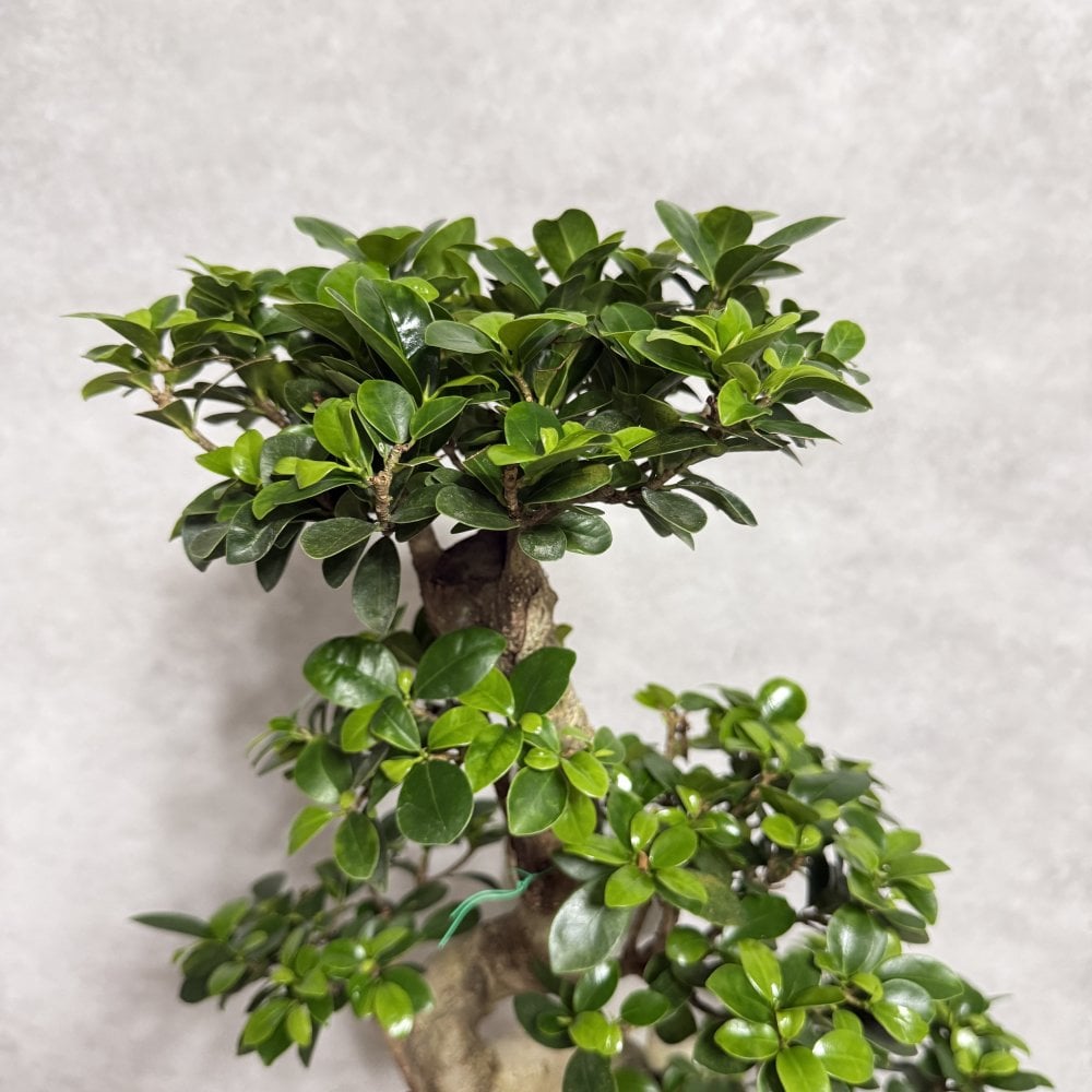 現品 ガジュマル 観葉植物 曲がり 8号鉢苗 大型 盆栽 登り樹 昇り竜 室内 珍しい 希少種 多幸の木 幸福をもたらす精霊が住むガジュマルの木 おしゃれなインテリア 結婚祝い 新築祝い 開店祝い 開業祝い 誕生日 母の日 父の日 記念日 プレゼントギフト 肥料別売り 敬老の日