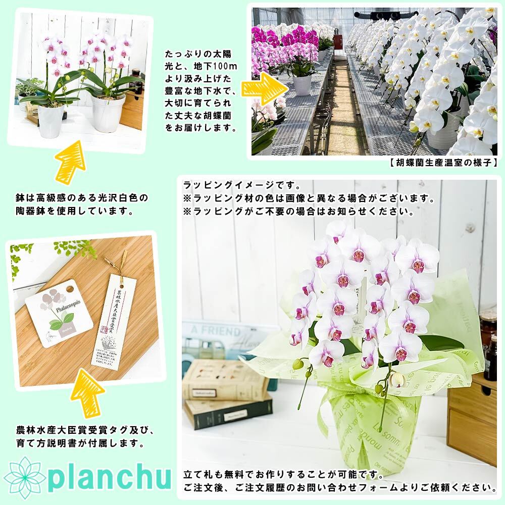 PLANCHU 鉢花ギフト ミディ胡蝶蘭 ルージュ 2本立ち 5号陶器鉢 受け皿付き 育て方説明書付き ファレノプシス コチョウラン 洋ラン