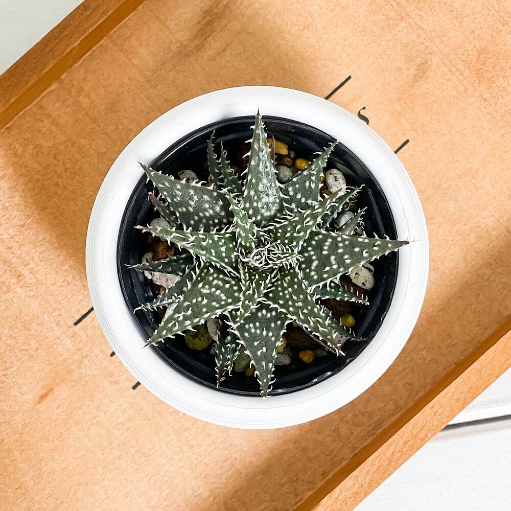 PLANCHU 多肉植物 アロエ ビートル 3号丸鉢 受け皿付き 育て方説明書付き Aloe haworthioides × descoingsii ハオルチオイデス × ディスコイングシー