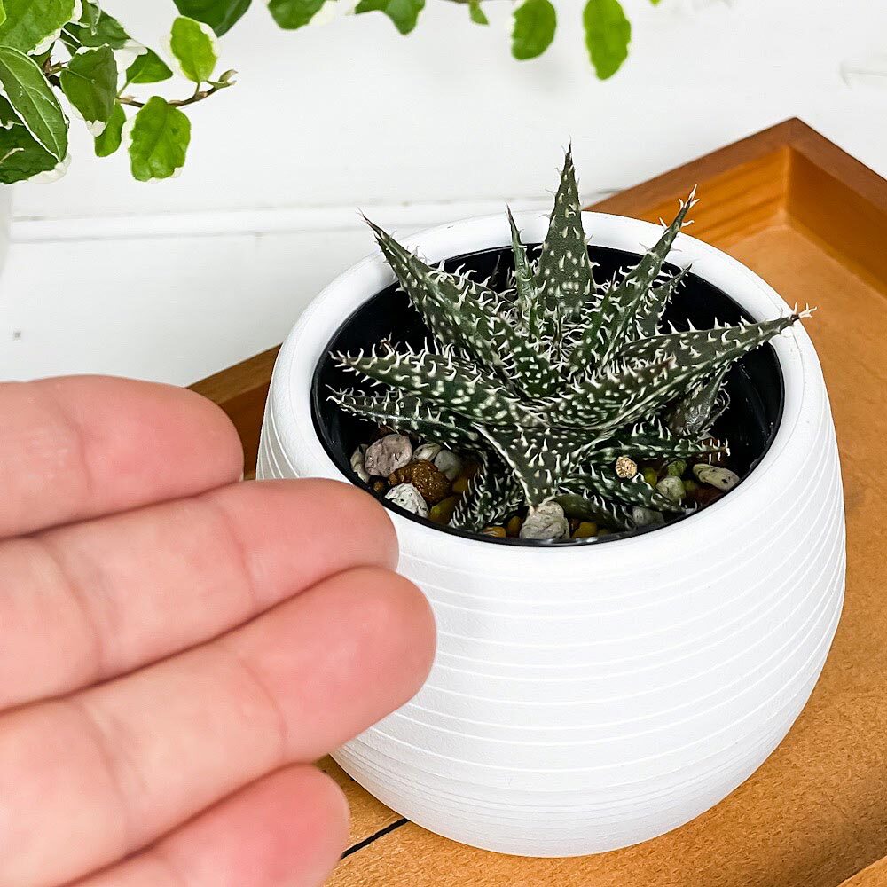 PLANCHU 多肉植物 アロエ ビートル 3号丸鉢 受け皿付き 育て方説明書付き Aloe haworthioides × descoingsii ハオルチオイデス × ディスコイングシー