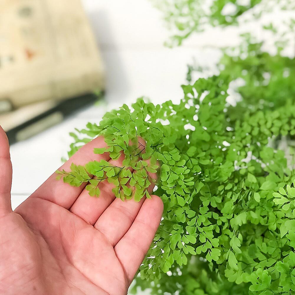 PLANCHU 観葉植物 アジアンタム ミクロフィラム 4号鉢 受け皿付き 育て方説明書付き Adiantum raddianum ‘Micropinnulum’ ミクロピンヌルム シダ植物