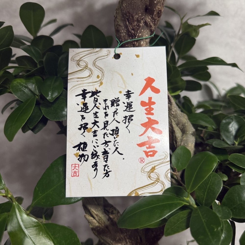 ガジュマル 観葉植物 八の字 8号鉢苗 大型 盆栽 末広がりの8の字 室内 珍しい 希少種 多幸の木 幸福をもたらす精霊が住むガジュマルの木 おしゃれなインテリア 結婚祝い 新築祝い 開店祝い 開業祝い 誕生日 母の日 父の日 記念日 プレゼントギフト 肥料別売り 敬老の日