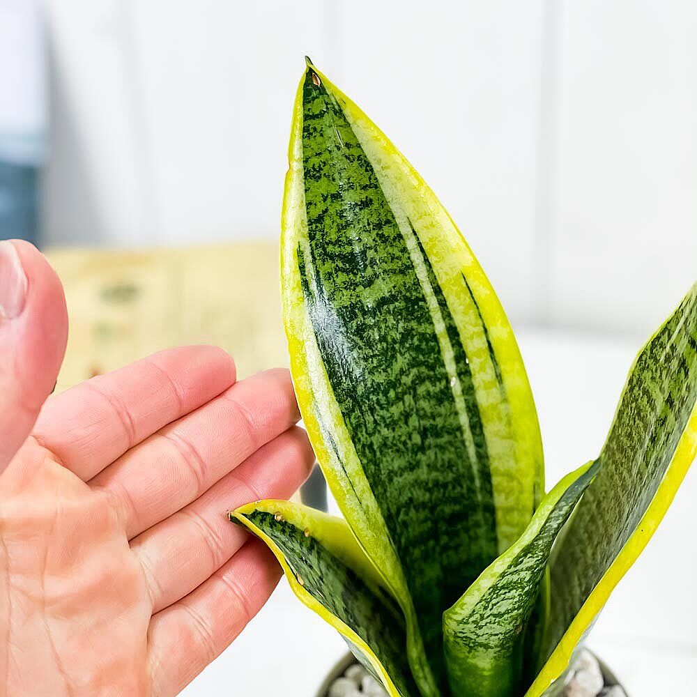 PLANCHU 多肉植物 サンセベリア スパーバ 3.5号鉢 受け皿付き 育て方説明書付き Sansevieria trifasciata ‘Superba’ サンスベリア ローレンチ