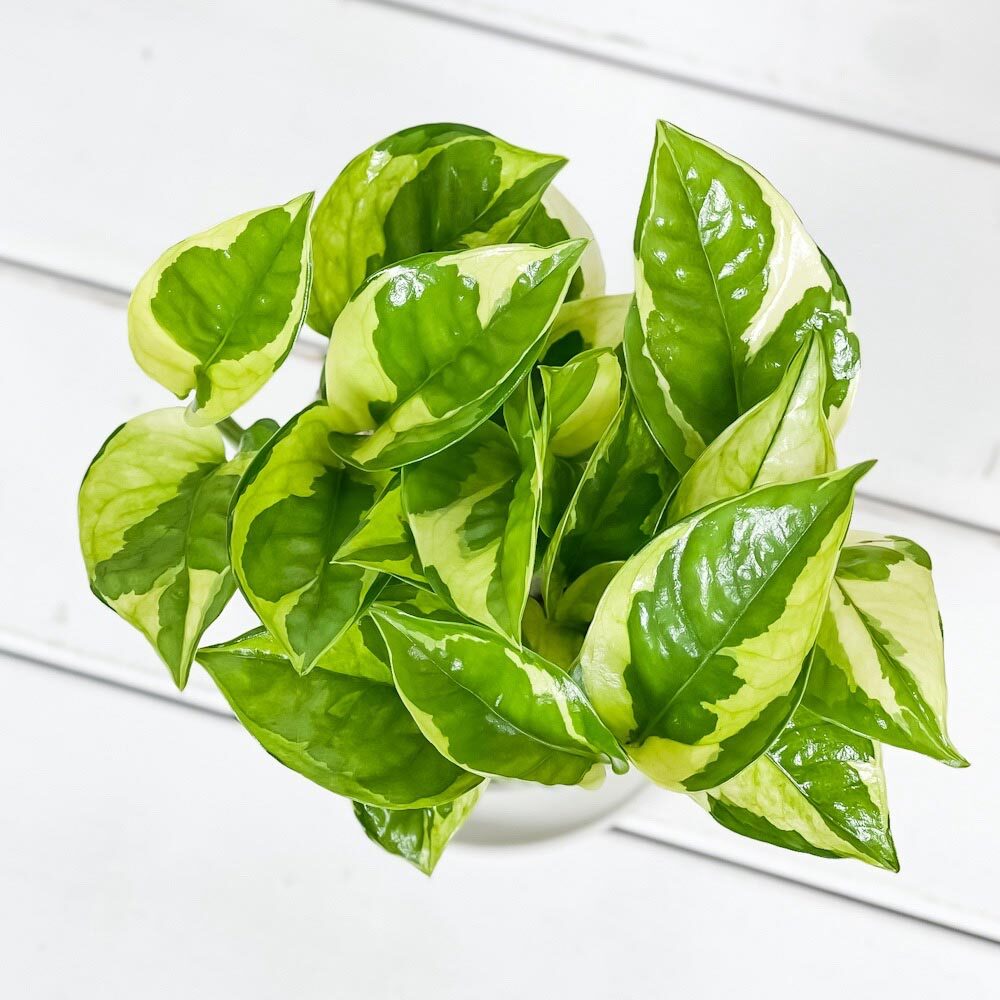 PLANCHU 観葉植物 ポトス エメラルド 3.5号鉢 受け皿付き 育て方説明書付き PVP Epipremnum aureum ‘N'Joy Lime’ エピプレムナム アロイド
