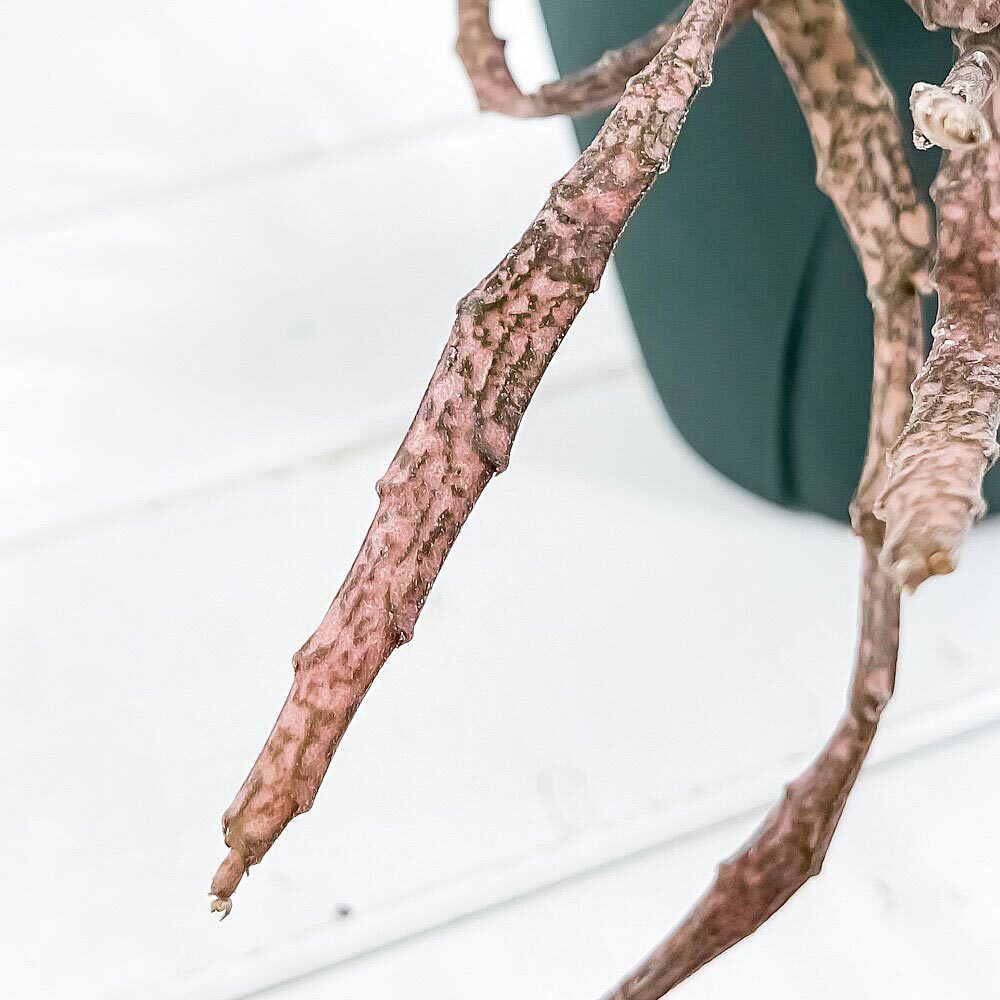 PLANCHU 多肉植物 ユーフォルビア プラティクラダ 5号吊り鉢 育て方説明書付き Euphorbia platyclada ゾンビプランツ