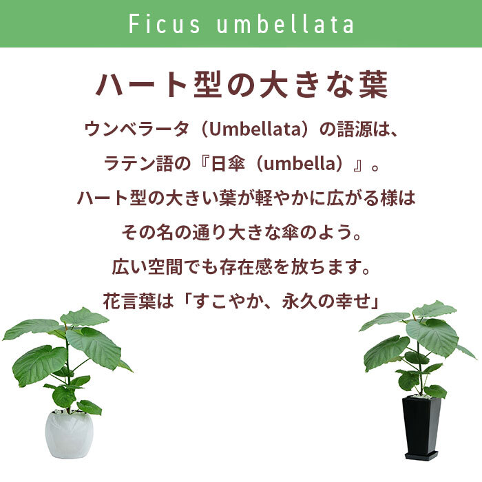 ウンベラータ 6号 角高陶器 高さ約70cm 観葉植物