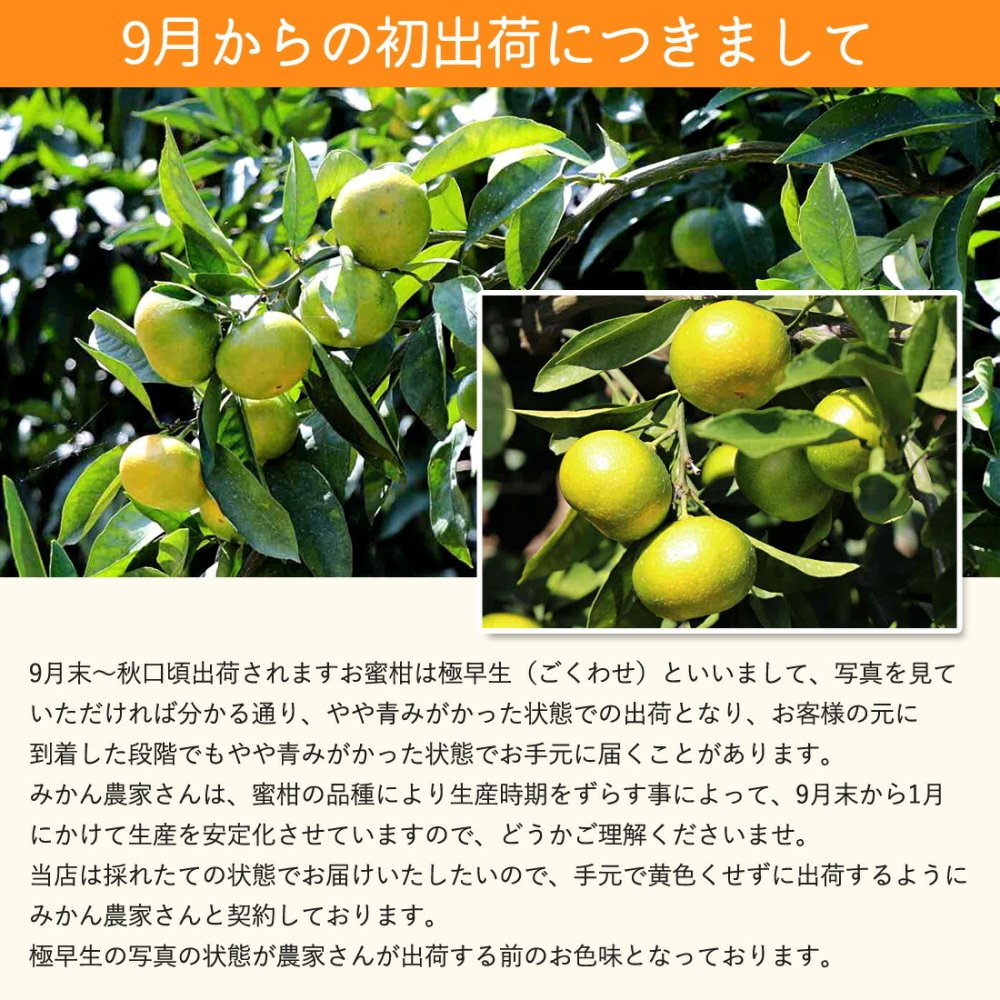 みかん 山北みかん くだもの畑 家庭用訳あり B品 高知産 約5kg 蜜柑 温州みかん 露地 小玉 小粒 中玉 大玉 果物 旬 ミカン 家庭用 甘くておいしい 高知県産 産地直送 産直 農家さんの手詰めミカン やみつきになる山北みかん【送料無料】